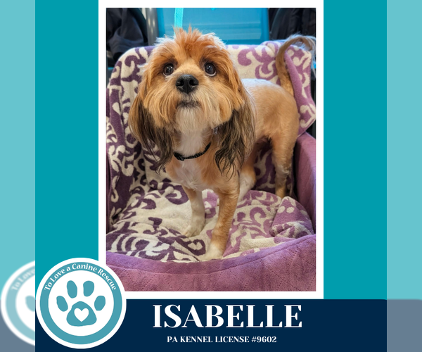 Medium Photo #3 Shih Tzu-Unknown Mix Puppy For Sale in Kimberton, PA, USA