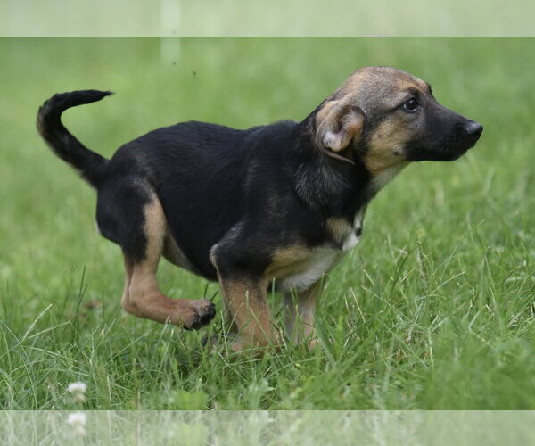 Medium Photo #2 Mutt Puppy For Sale in Mechanicsburg, PA, USA