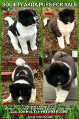 Akita Puppy for sale in RALEIGH, NC, USA