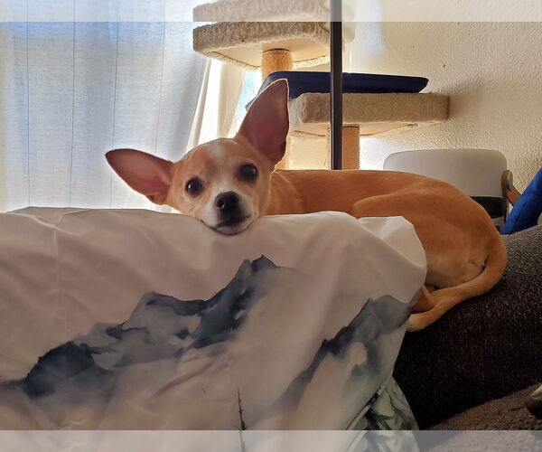 Medium Photo #3 Chihuahua Puppy For Sale in Temecula, CA, USA