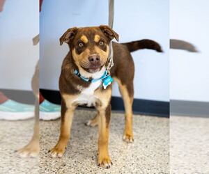 Labrador Retriever-Unknown Mix Dogs for adoption in Plymouth, MN, USA