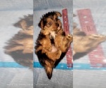 Small Photo #189 Yorkshire Terrier Puppy For Sale in AKRON, OH, USA