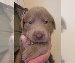 Puppy Puppy 3 Labrador Retriever