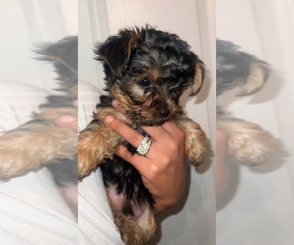 Medium Photo #1 Yorkshire Terrier Puppy For Sale in LABELLE, FL, USA