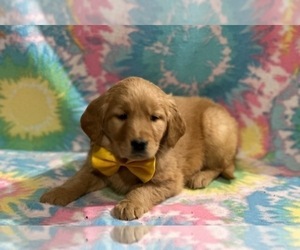 Golden Retriever Puppy for sale in LANCASTER, PA, USA