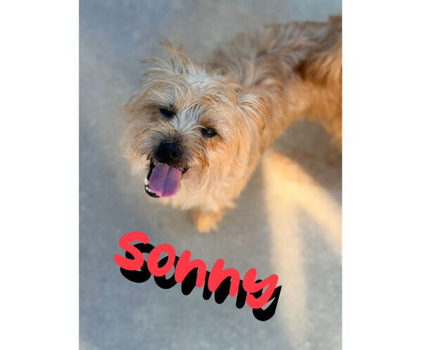 Medium Photo #1 Cairn Terrier-Unknown Mix Puppy For Sale in Raleigh, NC, USA