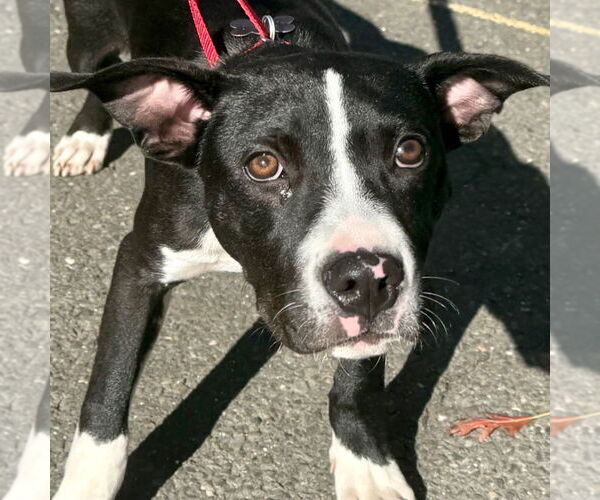 Medium Photo #4 Labrador Retriever-Unknown Mix Puppy For Sale in Canton, CT, USA
