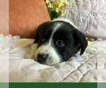 Small #5 Border-Aussie
