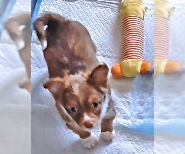 Medium Photo #2 Chihuahua Puppy For Sale in Rutherfordton, NC, USA