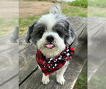 Small #5 Shih Tzu