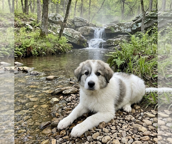Medium Photo #1 Great Pyrenees Puppy For Sale in Vail, AZ, USA