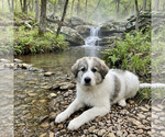 Small Great Pyrenees