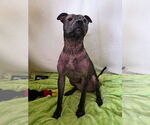 Small #7 Staffordshire Bull Terrier Mix