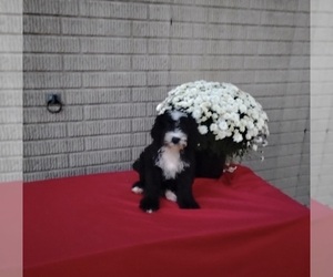 Bernedoodle (Miniature) Puppy for sale in SUGARCREEK, OH, USA