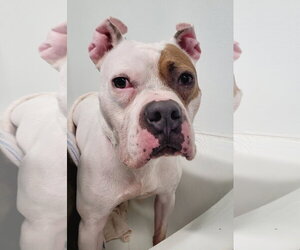 Chief - Male American Staffordshire Terrier-Boxer Mix Dog for Adoption - Photo #21