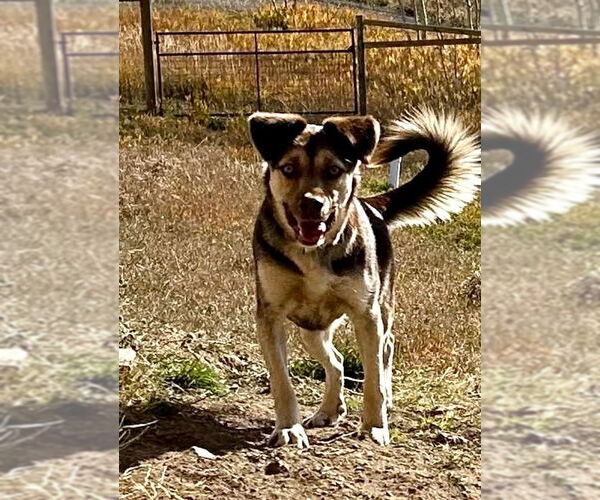 Medium Photo #3 Aussie Siberian Puppy For Sale in Denver , CO, USA