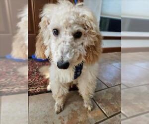 Poodle (Miniature)-Unknown Mix Dogs for adoption in Plano, TX, USA