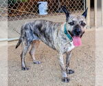 Small Dutch Shepherd  Mix