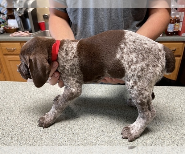 Medium Photo #7 German Shorthaired Pointer Puppy For Sale in ALBEMARLE, NC, USA