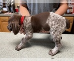 Small Photo #7 German Shorthaired Pointer Puppy For Sale in ALBEMARLE, NC, USA