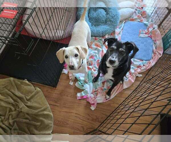 Medium Photo #2 Labrador Retriever-Unknown Mix Puppy For Sale in Springdale, PA, USA