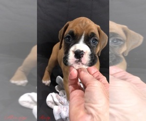 Boxer Puppy for Sale in APPLE CREEK, Ohio USA