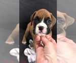 Image preview for Ad Listing. Nickname: Akc Roxy