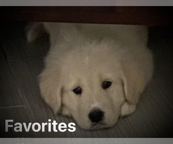 Medium Photo #2 English Cream Golden Retriever Puppy For Sale in YUMA, AZ, USA