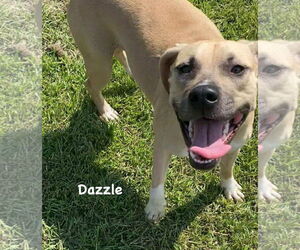 Dazzle - Female Mutt Dog for Adoption - Photo #2