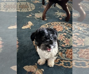 Mother of the Havanese puppies born on 01/03/2026