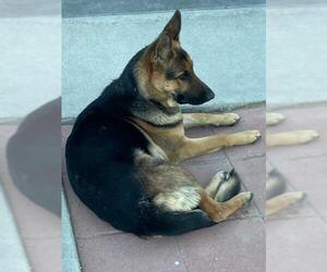 German Shepherd Dog Dogs for adoption in HESPERIA, CA, USA