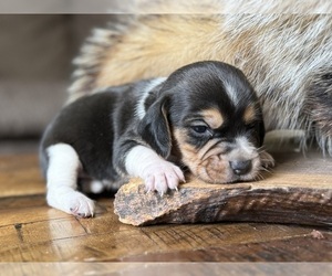 Beagle Puppy for sale in FORDLAND, MO, USA