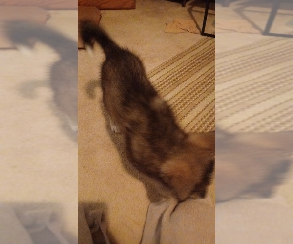 Medium Photo #4 Gerberian Shepsky Puppy For Sale in EDMORE, MI, USA