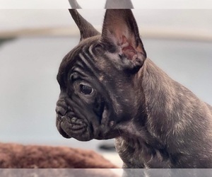 French Bulldog Puppy for Sale in WINTON, California USA