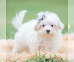 Small Photo #45 Maltipoo (Miniature) Puppy For Sale in WARSAW, IN, USA