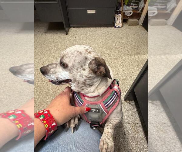 Medium Photo #4 Mutt Puppy For Sale in Westminster, MD, USA