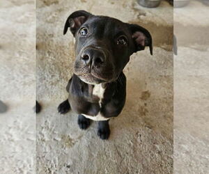 Labrador Retriever-Unknown Mix Dogs for adoption in El Centro, CA, USA