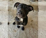 Small Labrador Retriever Mix