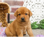 Small #3 Labrador Retriever