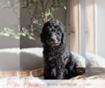 Puppy 3 Goldendoodle mix (+ Poodle Standard)