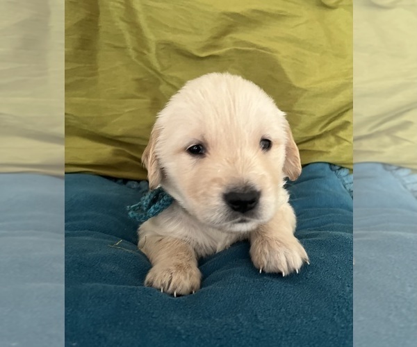 Medium Photo #7 Golden Retriever Puppy For Sale in SAN MARCOS, TX, USA