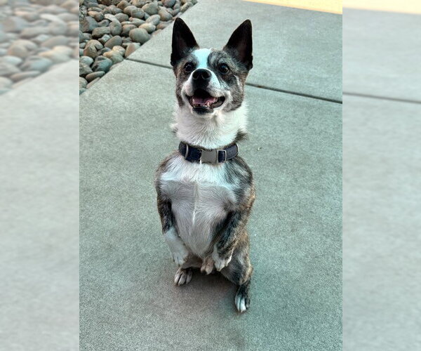 Medium Photo #1 Toxirn Puppy For Sale in Sacramento, CA, USA