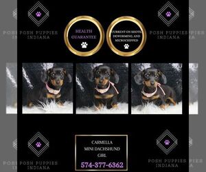Dachshund Puppy for sale in WARSAW, IN, USA