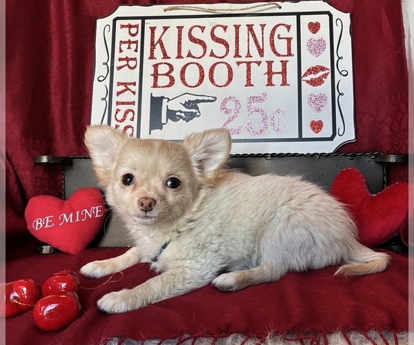 Medium Photo #2 Chihuahua Puppy For Sale in NEWVILLE, PA, USA