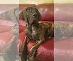 Small Photo #7 Great Dane Puppy For Sale in NEOSHO, MO, USA