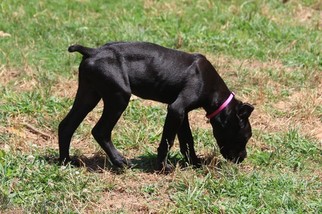 Cane Corso Puppy for sale in CHARLOTTE, NC, USA