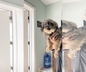 Schnauzer (Miniature) Litter for sale in TAMPA, FL, USA