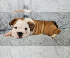 English Bulldog Puppy for Sale in RANCHO CORDOVA, California USA
