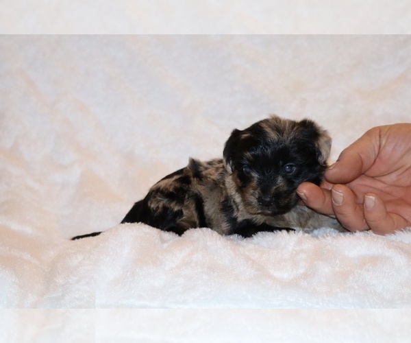 Medium Photo #10 Poodle (Toy)-YorkiePoo Mix Puppy For Sale in DYERSBURG, TN, USA