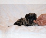 Small #9 Poodle (Toy)-YorkiePoo Mix